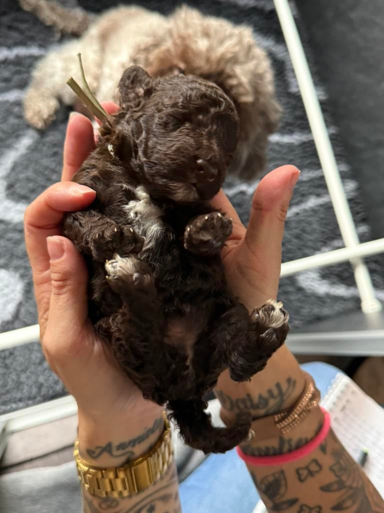 Prachtige pups te reserveren (multigen) poedel-kruisingen, Dieren en Toebehoren, Parvo, Overige rassen, 8 tot 15 weken, Meerdere