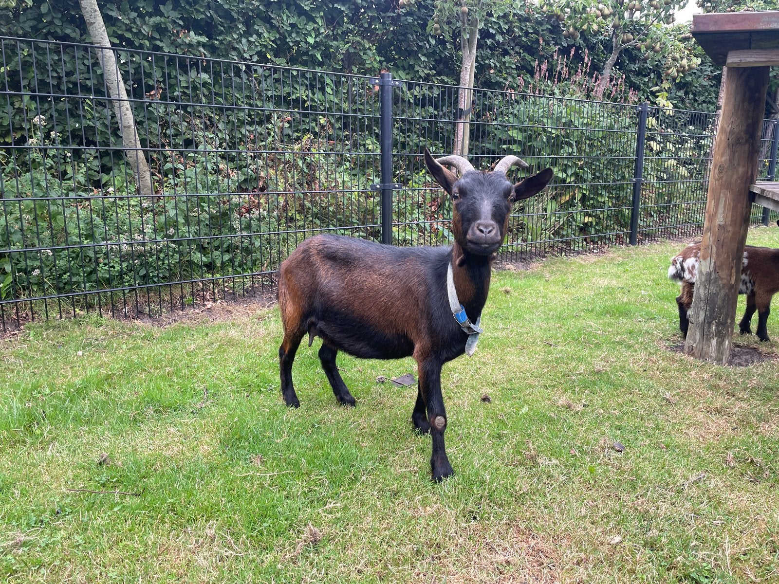 Dwerggeit (2 jr) met 2 jongen (geitjes), Meerdere dieren, Geit