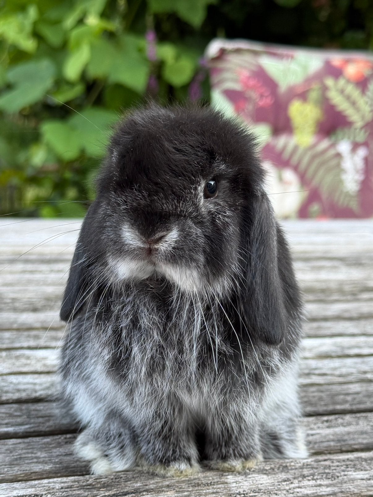 Super knappe Minilop/Teddy dwerg koppels, Dieren en Toebehoren, Konijnen, Meerdere dieren, Dwerg, Hangoor, 0 tot 2 jaar