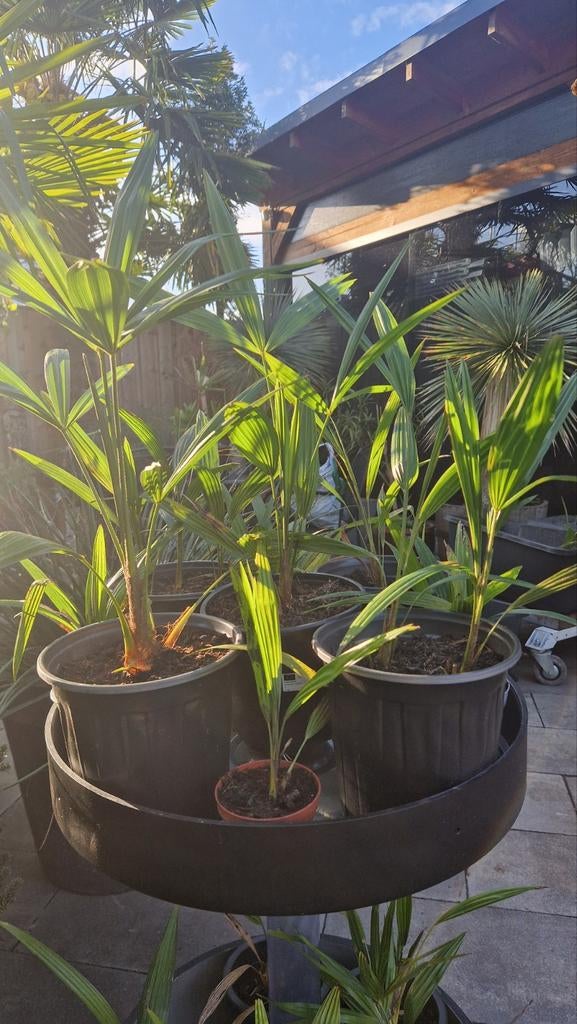Palmboom Trachycarpus  Fortunei   2 STUKS VOOR 25€ !!, Ophalen of Verzenden, Vaste plant, Overige soorten, Halfschaduw