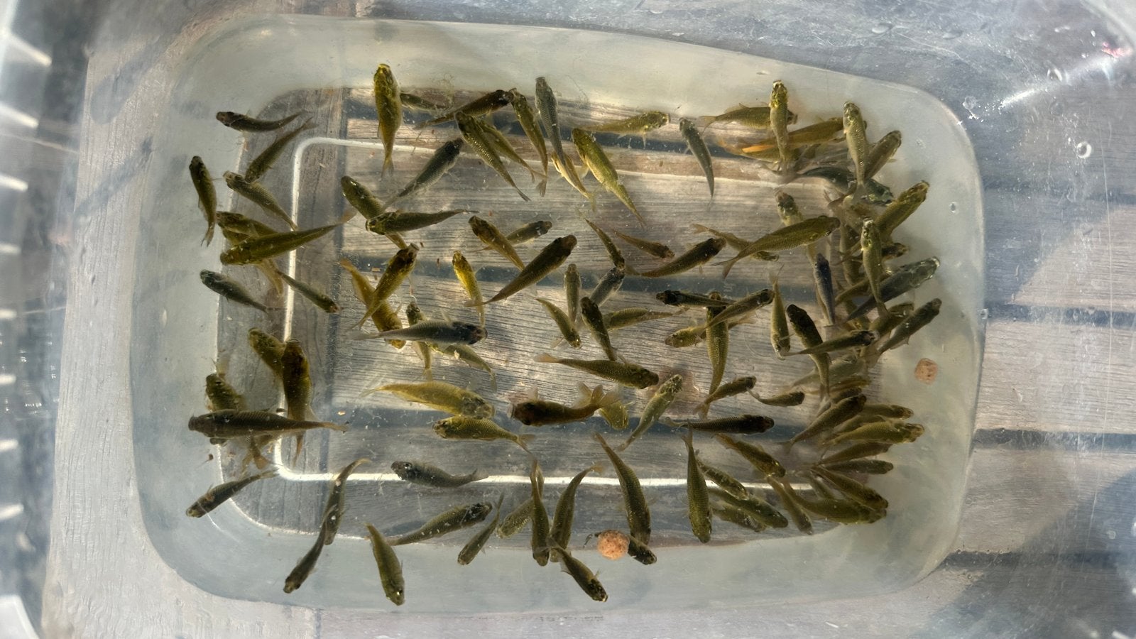 Free baby koi fishes, Karper of Koi