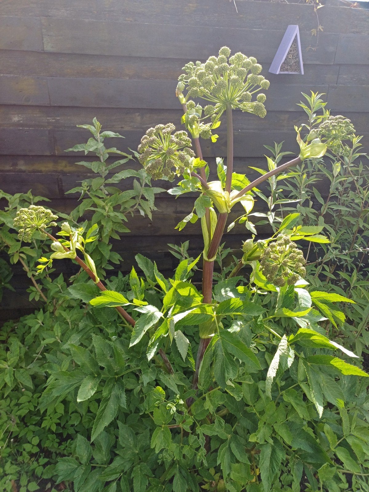 Engelwortel groen, Ophalen of Verzenden, Volle zon