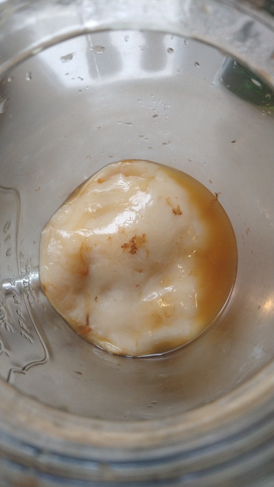 gratis gezonde kombucha skoby, Diversen, Ophalen