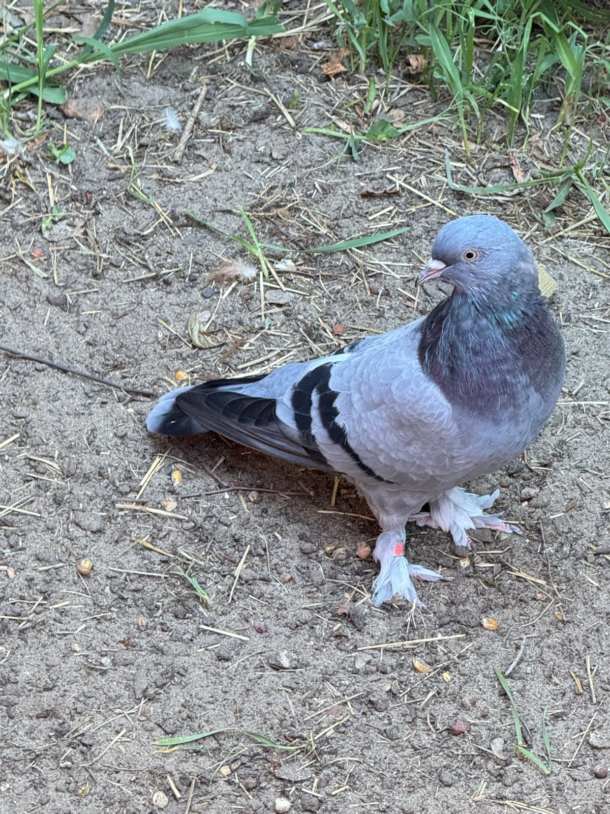 Duiven blauwe die wentelingen maken, Meerdere dieren, Tuimelaar of Roller