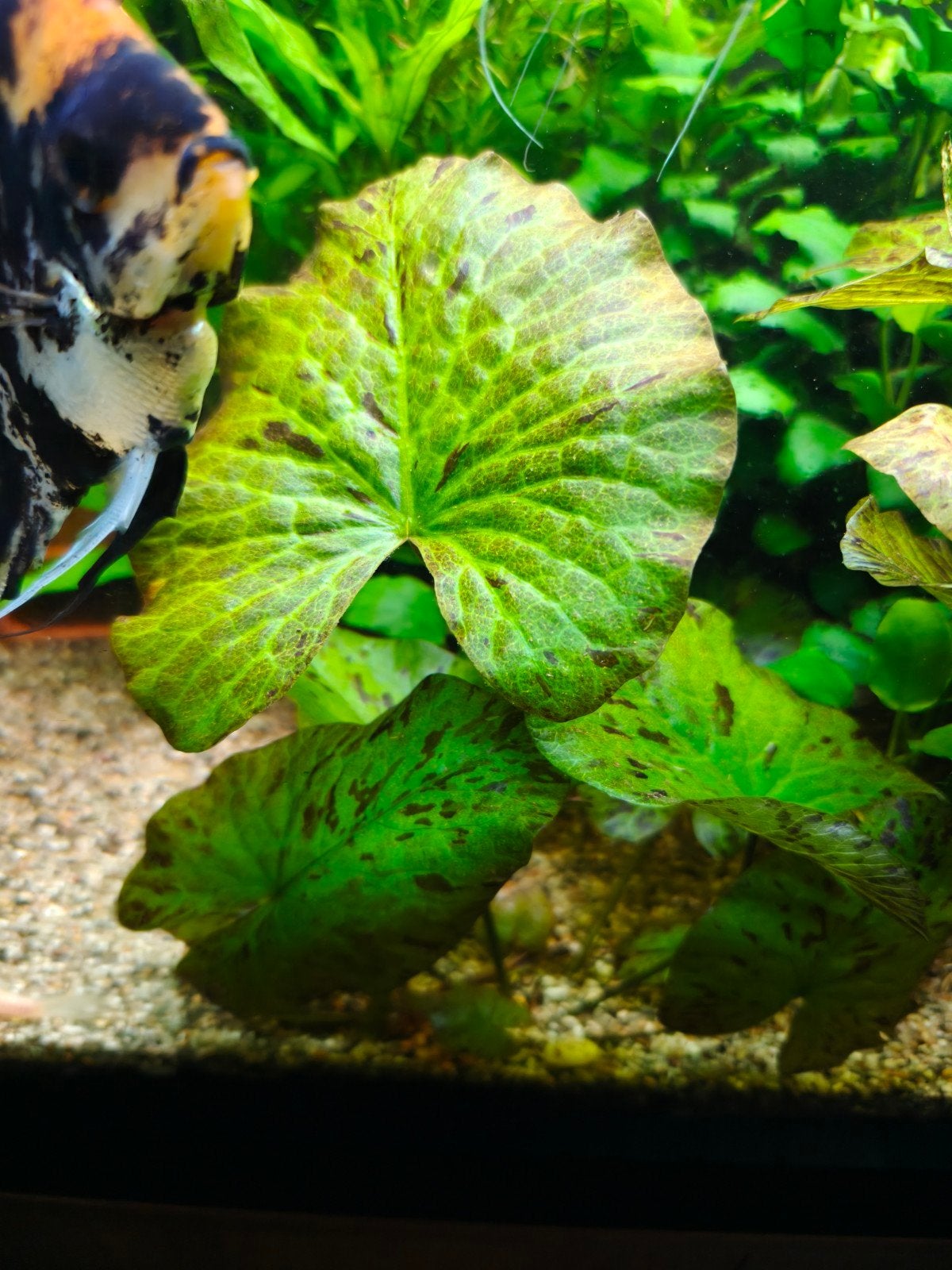 Groene tijger lotus, Dieren en Toebehoren, Vissen | Aquaria en Toebehoren, Ophalen, Plant(en), Steen of Hout