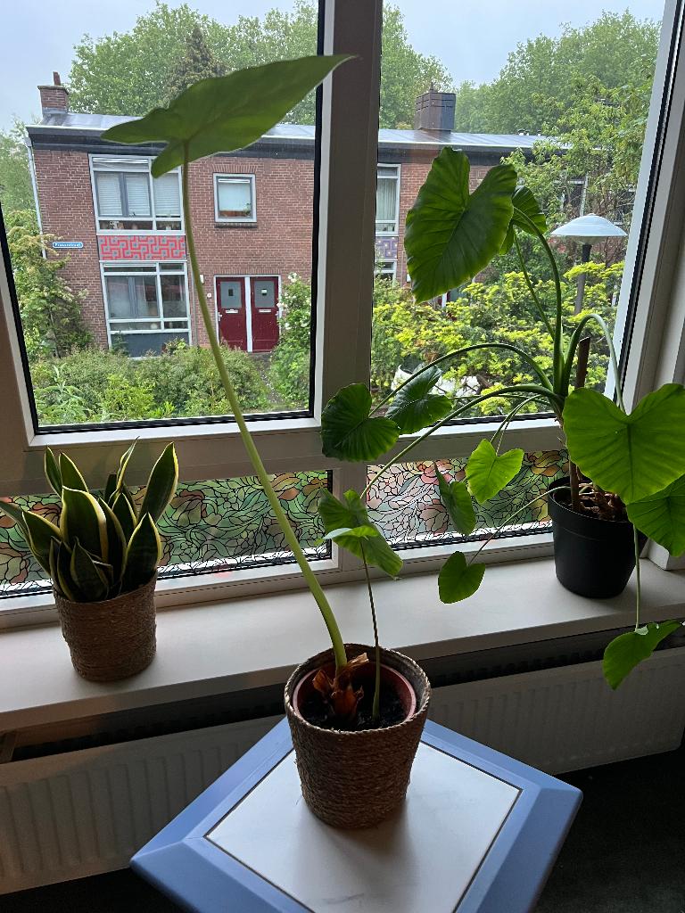 Prachtige Alocasia (Olifantsoor) – 100 cm incl. rieten mand!, Ophalen, Overige soorten, Halfschaduw, In pot