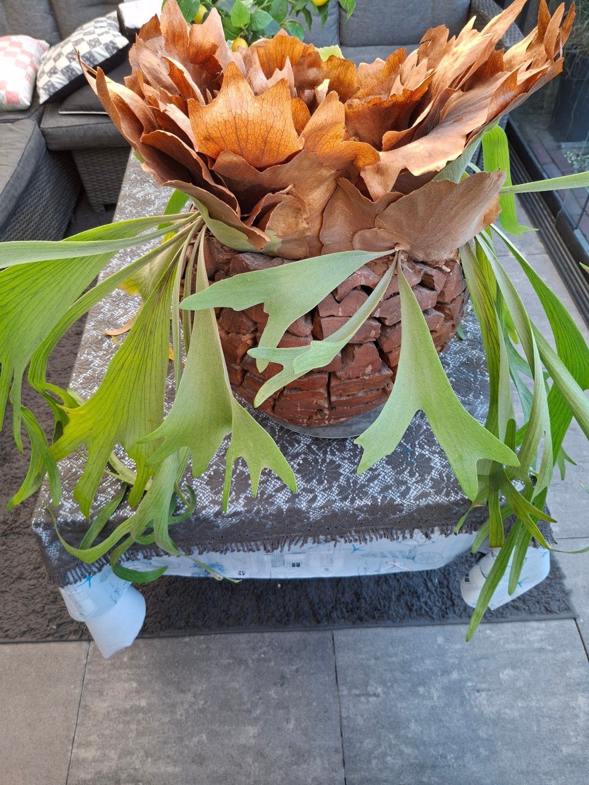 mooie hertshoorn met houten bloempot
ik ga hem niet versture, Ophalen, Halfschaduw, Minder dan 100 cm