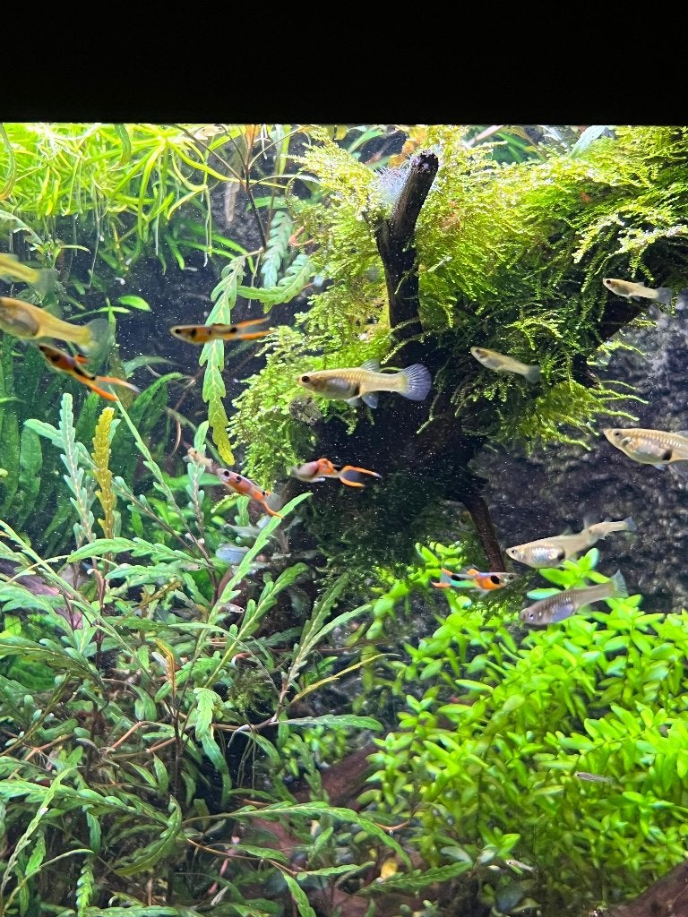 Gratis Endler baby guppen poecilia wingei, Dieren en Toebehoren, Vissen | Aquariumvissen, Vis