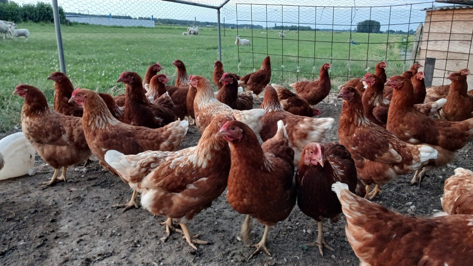 jonge bruine leghennen te koop, Dieren en Toebehoren, Pluimvee, Vrouwelijk, Kip