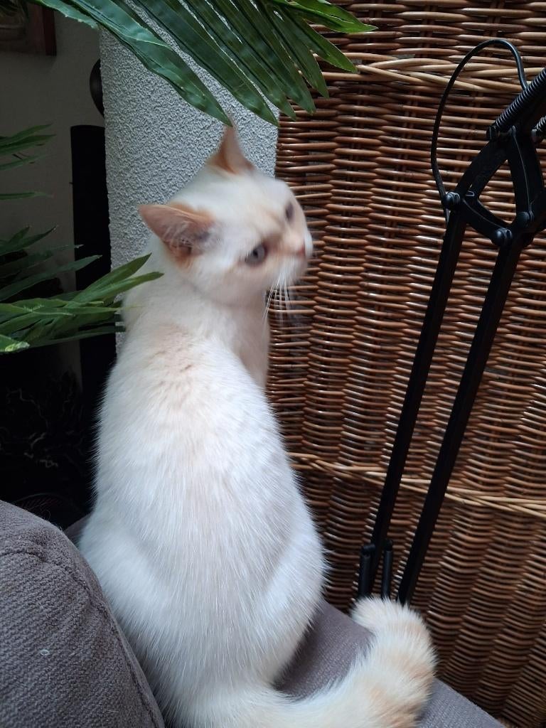 Mooie en Lieve Redpoint kater is weer beschikbaar, Dieren en Toebehoren, Katten en Kittens | Raskatten | Korthaar, Kater, Met stamboom