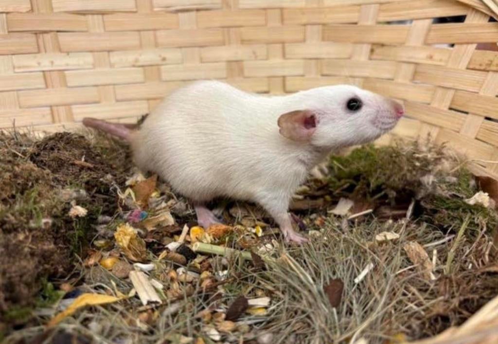 Lieve tamme dwergratten ( man, rechtstreeks van de fokker), Dieren en Toebehoren, Knaagdieren, Rat, Februari, Mannelijk, Tam