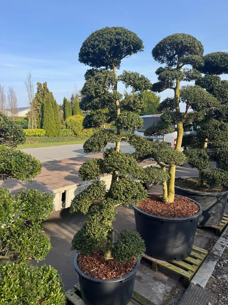 Japanse Ilex Crenata tuinbonsai / niwaki. Mei zondags open, Vaste plant, Bloeit niet, Halfschaduw, Ophalen