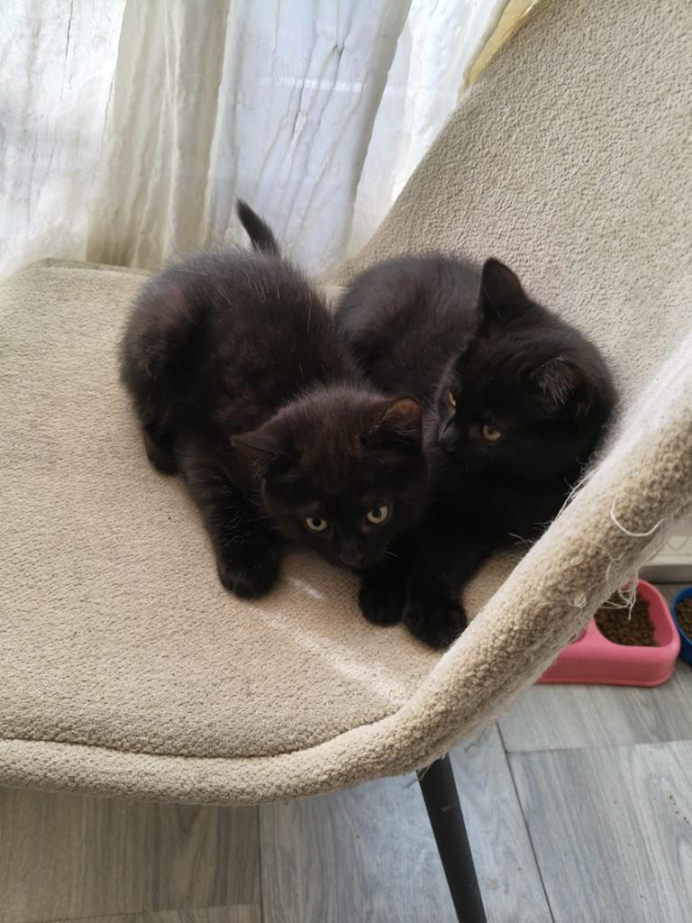 Britse korthaar mix, Dieren en Toebehoren, Kater, Ontwormd
