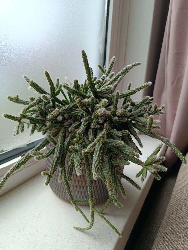 Cactus in pot, Ophalen of Verzenden