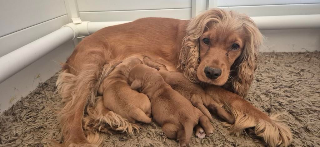Prachtige mooie Cockapoo pups, Dieren en Toebehoren, Honden | Retrievers, Spaniëls en Waterhonden, Overige rassen, 8 tot 15 weken