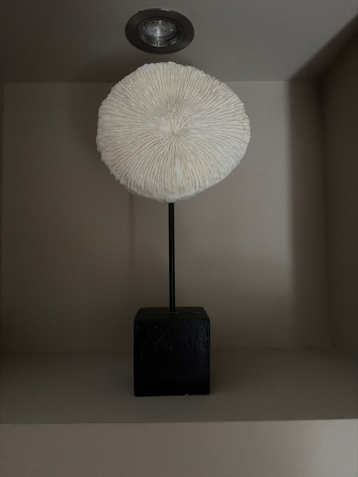 Decoratieve Schelp op Sokkel - Wit Koraal Look, Overige materialen, Ophalen of Verzenden, Zo goed als nieuw, Modern