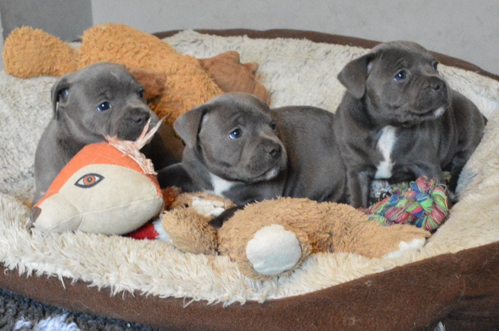 pups beschikbaar Staffordshire Bull Terrier Engelse Stafford, Parvo, Overige rassen, 8 tot 15 weken, Teef