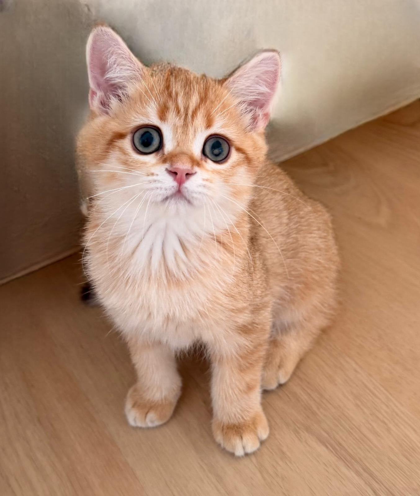 BKH Met Stamboom, Dieren en Toebehoren, Katten en Kittens | Raskatten | Korthaar, Meerdere dieren, Met stamboom
