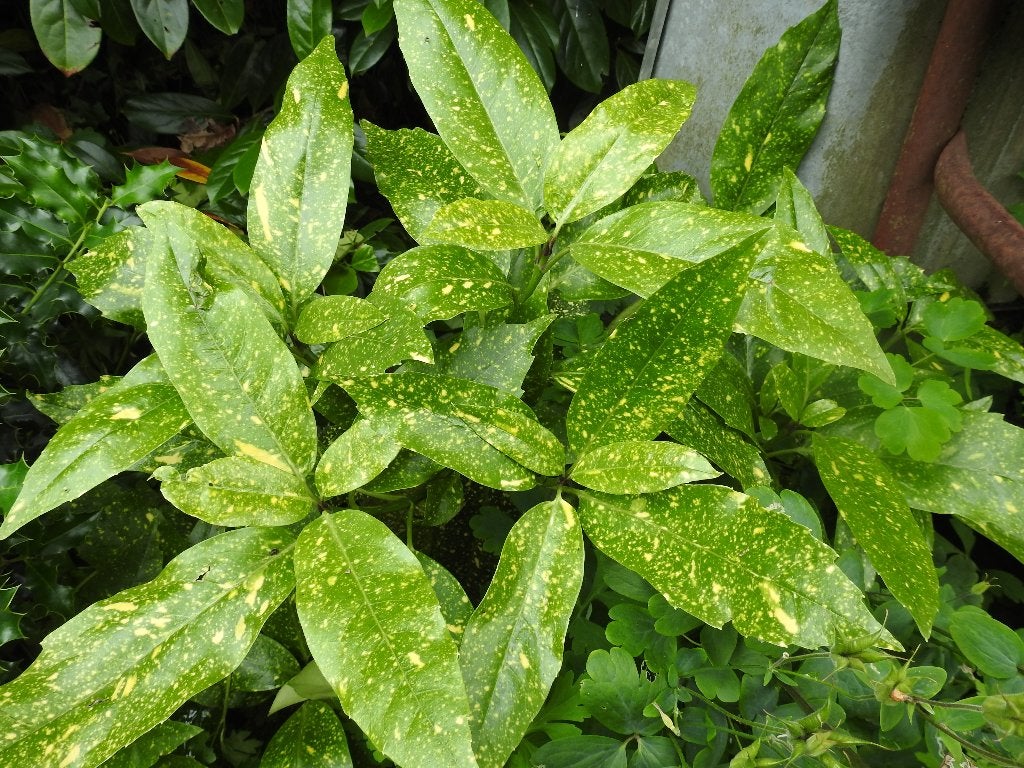 Broodboom Aucuba Japonica Varigata, Tuin en Terras, Ophalen of Verzenden, Overige soorten, Struik, Minder dan 100 cm