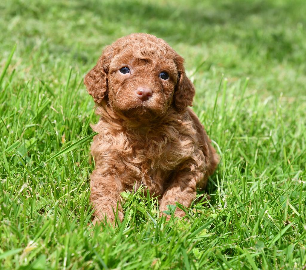 Mooie Boomer X Poedel(Toy Doodle) pups uit geteste ouders, Nederland, HCC (leverziekte), Overige rassen, 8 tot 15 weken