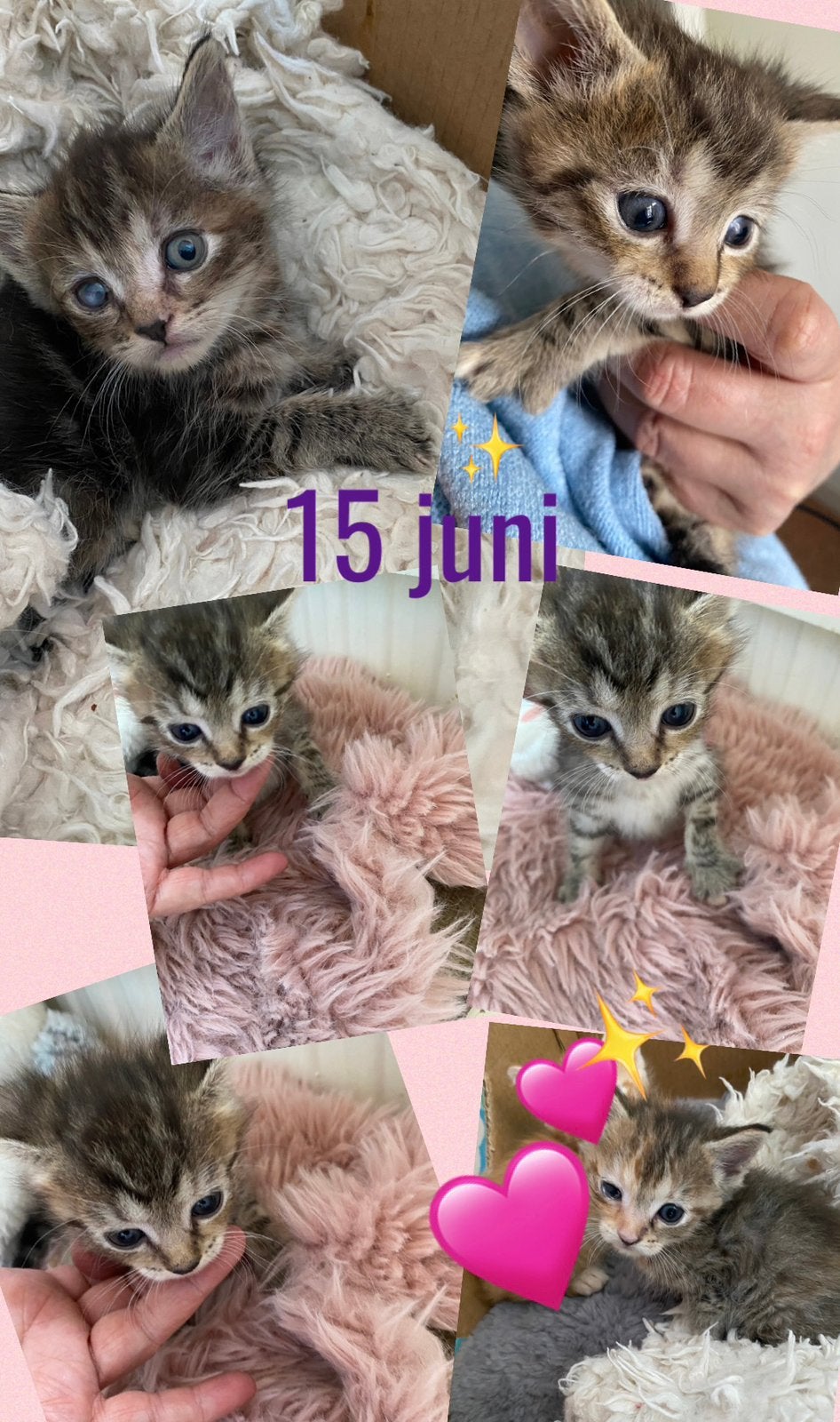 Prachtige Maine Coon  X Perzische kittens, Dieren en Toebehoren, Meerdere dieren, Ontwormd