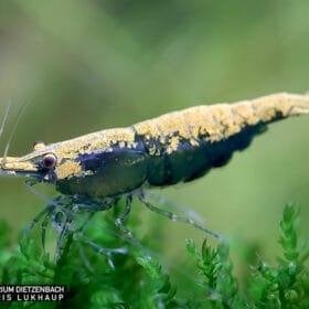 neocaridina green golden top, Kreeft, Krab of Garnaal, Zoetwatervis, Schoolvis