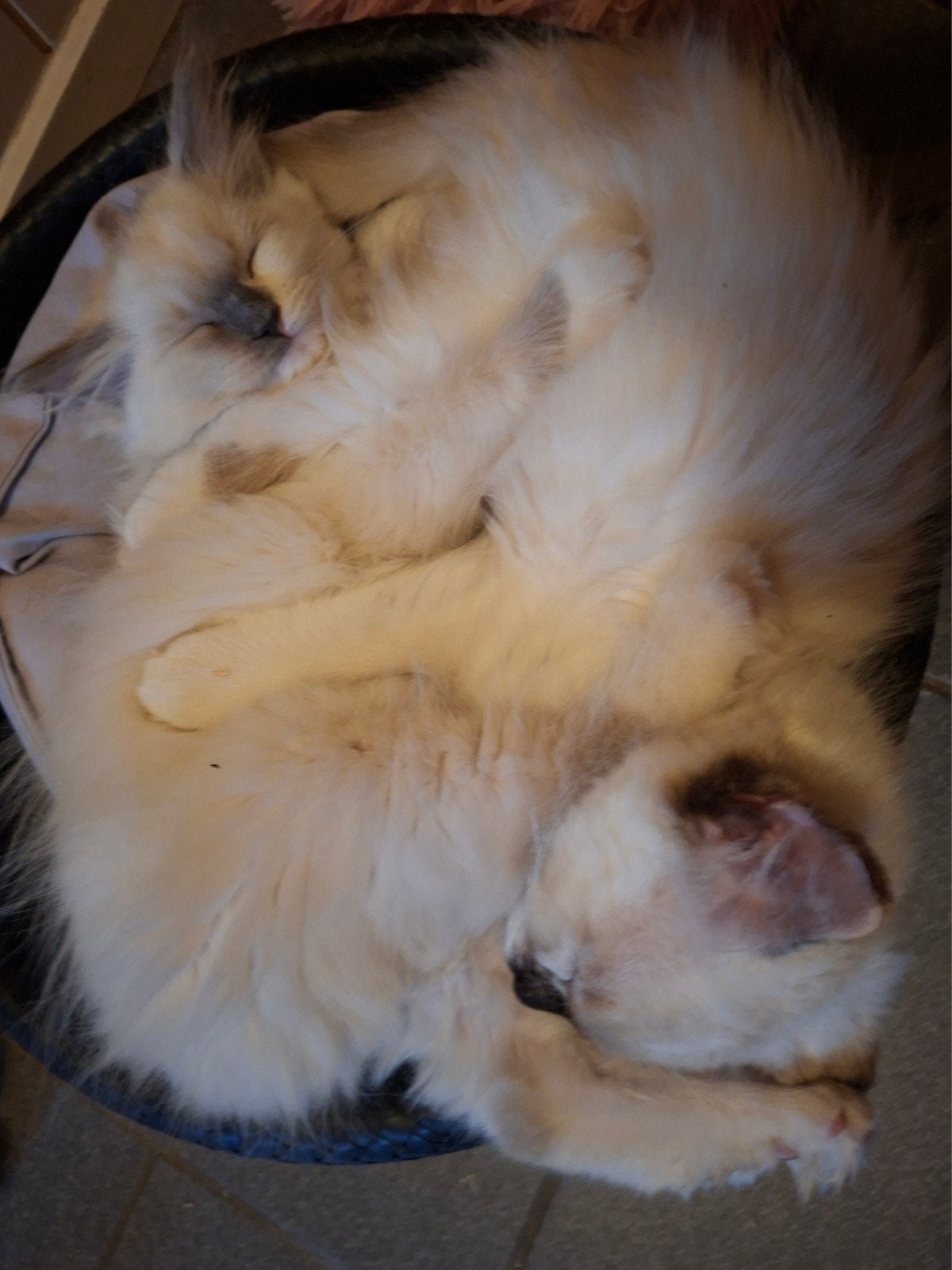 Raszuivere gezonde Ragdoll kittens voor 5 * huisje 🏡 550, Meerdere dieren, Ontwormd, 0 tot 2 jaar
