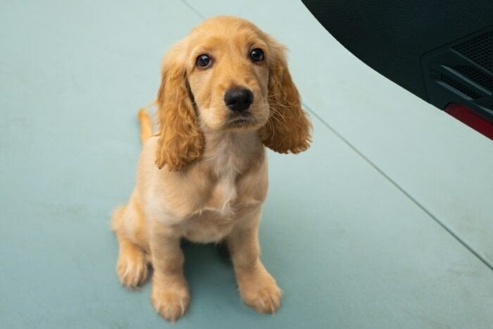 Gezocht: Engelse cocker spaniel teefje pup (goud kleurige )v, 8 tot 15 weken, Teef, Eén hond, Klein