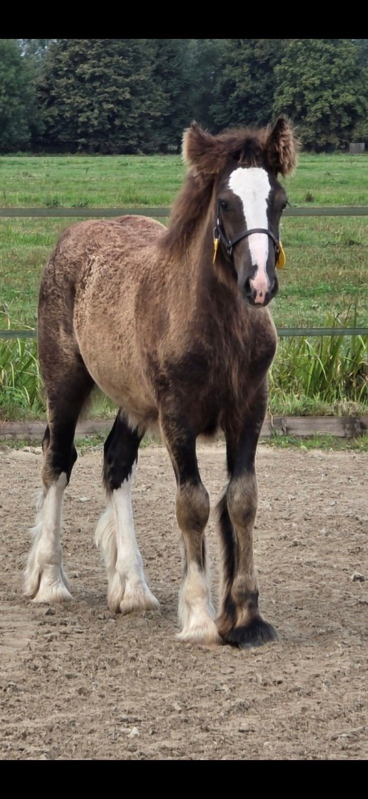 Knap en zeer aanhankelijk Irish Cob/Tinker hengstveulen, Dieren en Toebehoren, Paarden, Minder dan 160 cm, Met stamboom, 0 tot 2 jaar