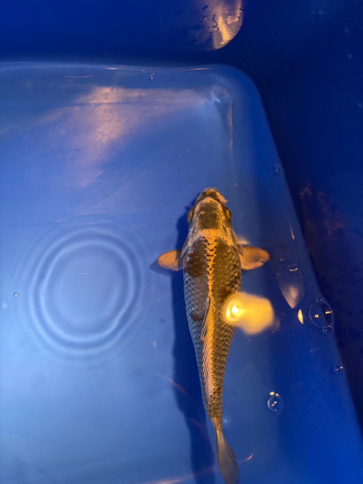 Koi Karper, +-15cm, Karper of Koi