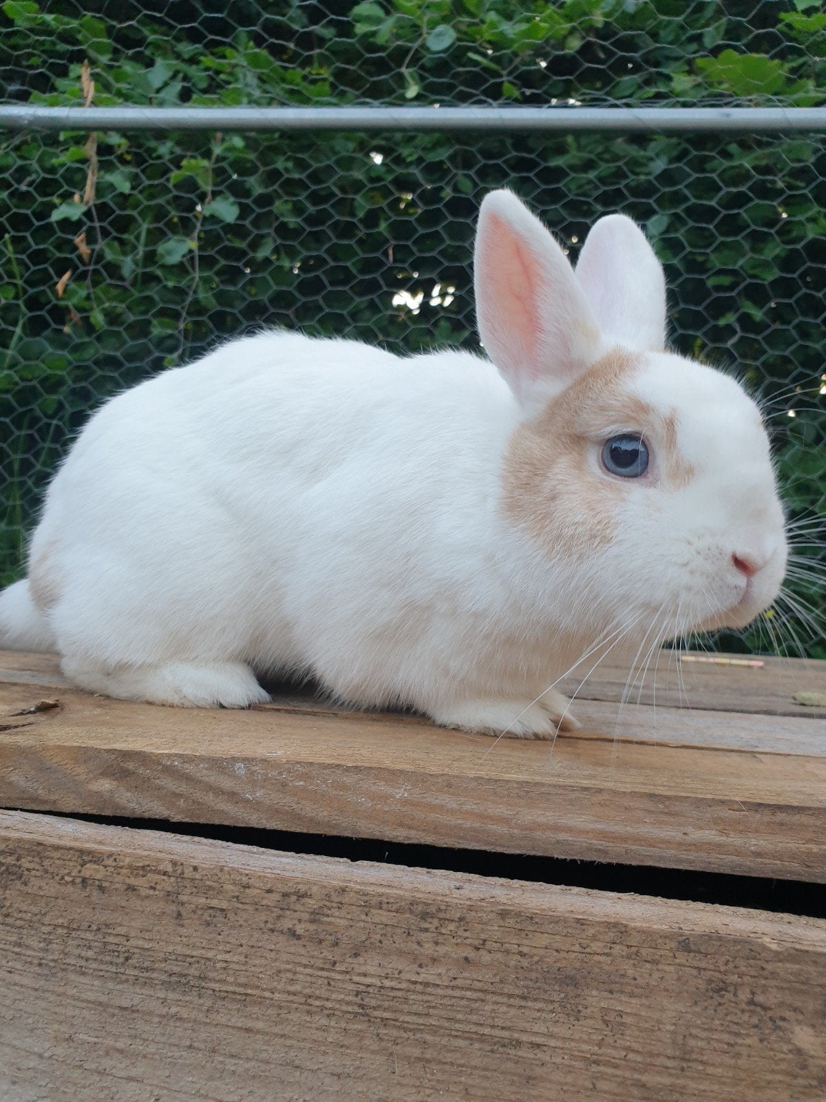 koppel konijnen, Dieren en Toebehoren, Meerdere dieren, Middelgroot, 3 tot 5 jaar