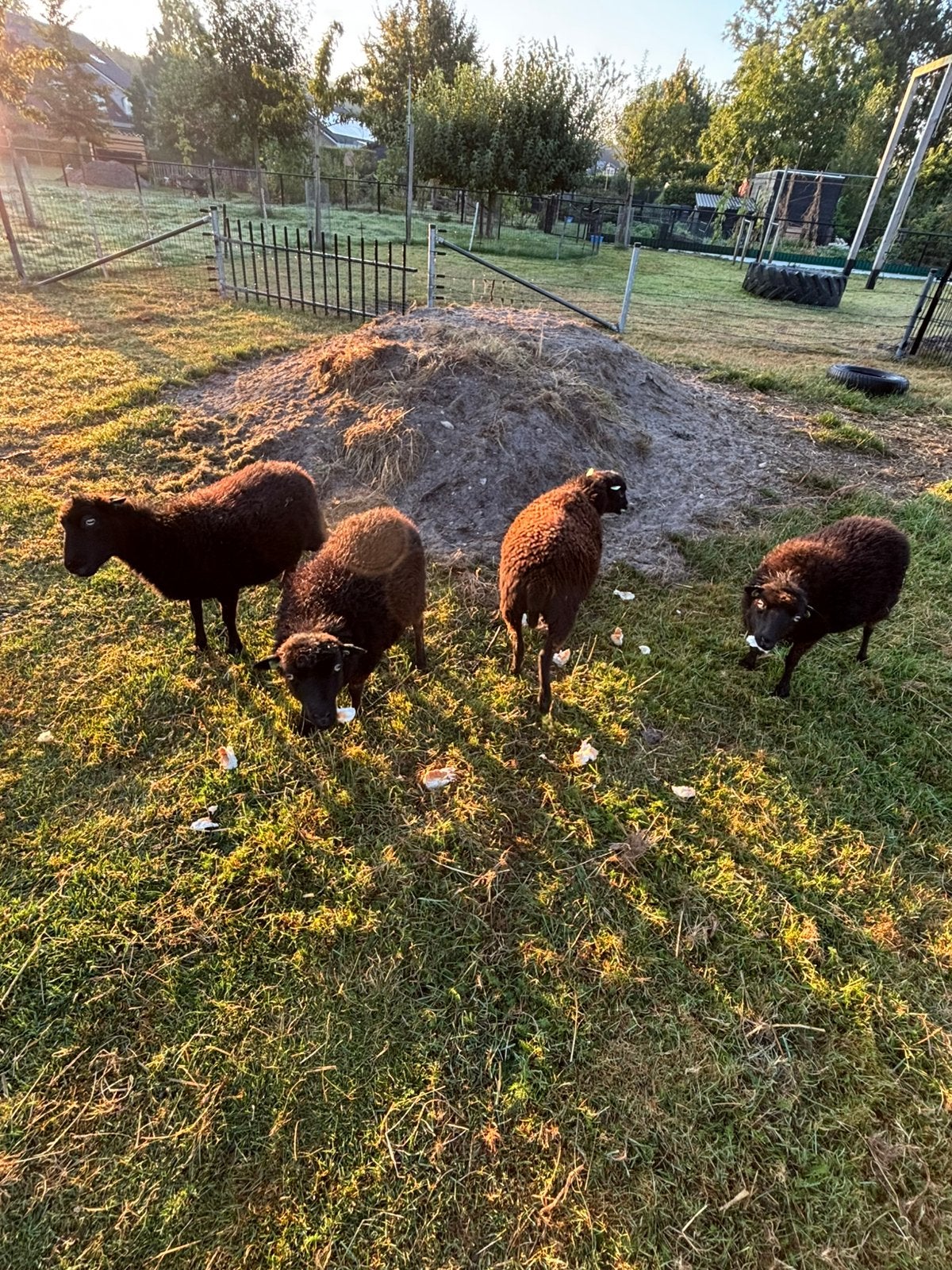 Quessant schapen, Dieren en Toebehoren, Mannelijk, Schaap