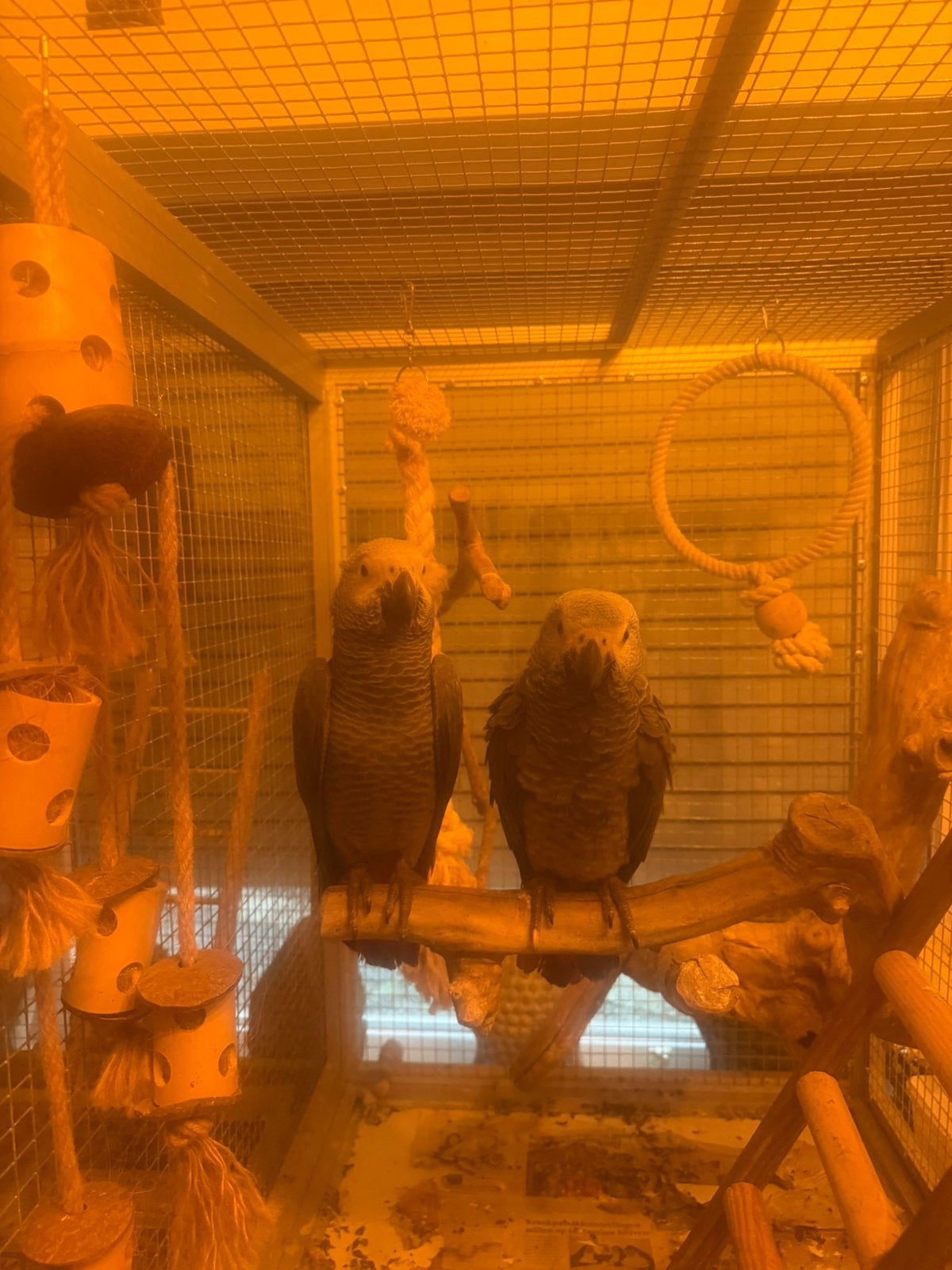 2 grijze roodstaart papegaaien, Mannelijk, Papegaai, Geringd