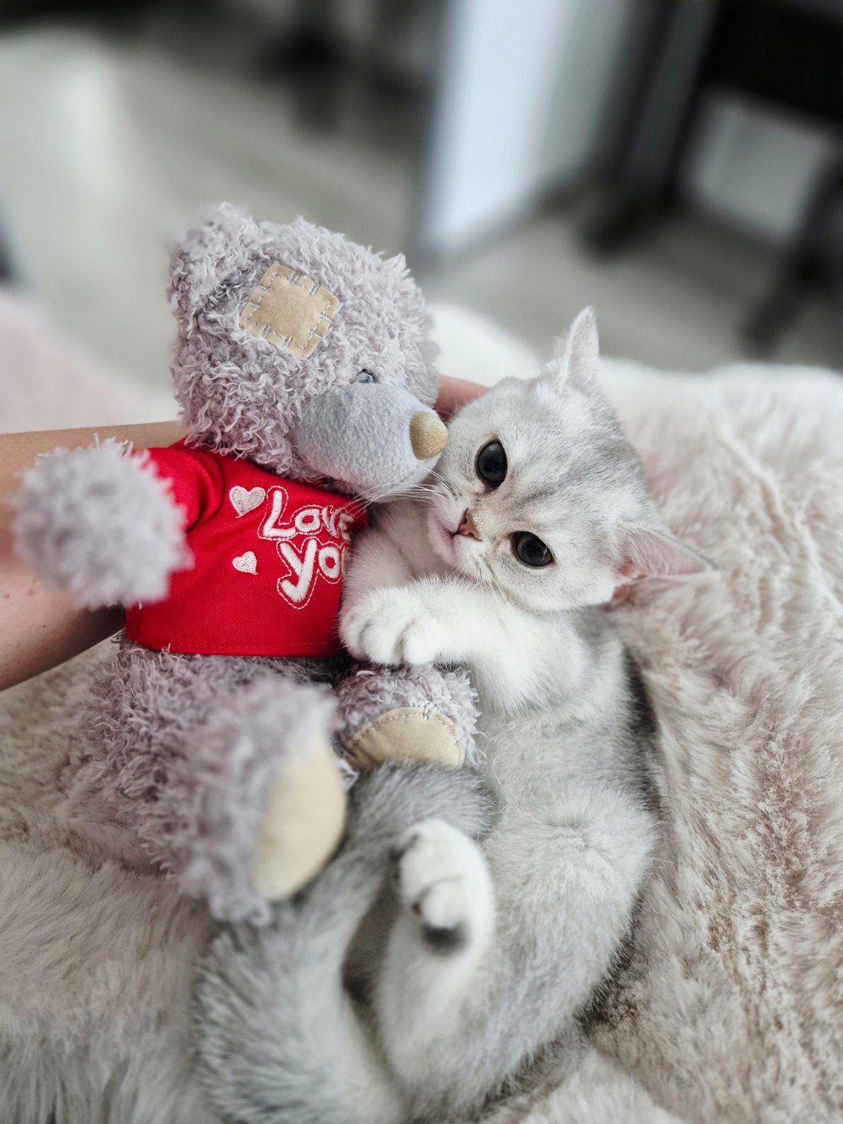 Brits korthaar kittens met stamboom mogen verhuizen., Dieren en Toebehoren, Katten en Kittens | Raskatten | Korthaar, Meerdere dieren