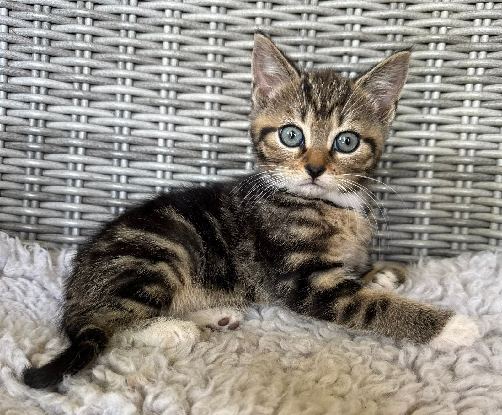 Prachtige knuffelkittens, Meerdere dieren, Kortharig, 0 tot 2 jaar