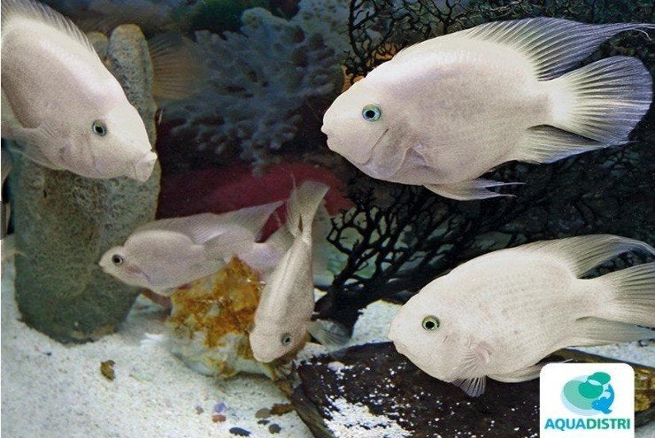 CICHLASOMA HYBRID PLATINUM PARROT 4-5CM, Vis, Zoetwatervis, Schoolvis