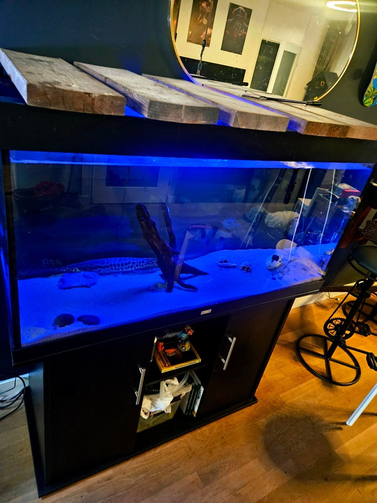 zeer mooie aquarium met roofvis. florida gar!, Ophalen, Leeg aquarium