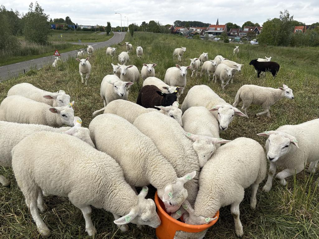 30x stamboek swifter dekrammen, Dieren en Toebehoren, Schapen, Geiten en Varkens, Mannelijk, Schaap, 0 tot 2 jaar
