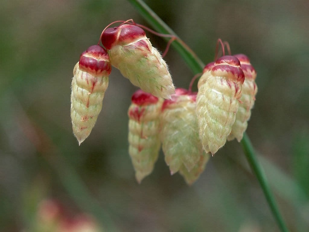 Briza Maxima - Biologische zaden, Tuin en Terras, Verzenden, Voorjaar, Volle zon, Zaad