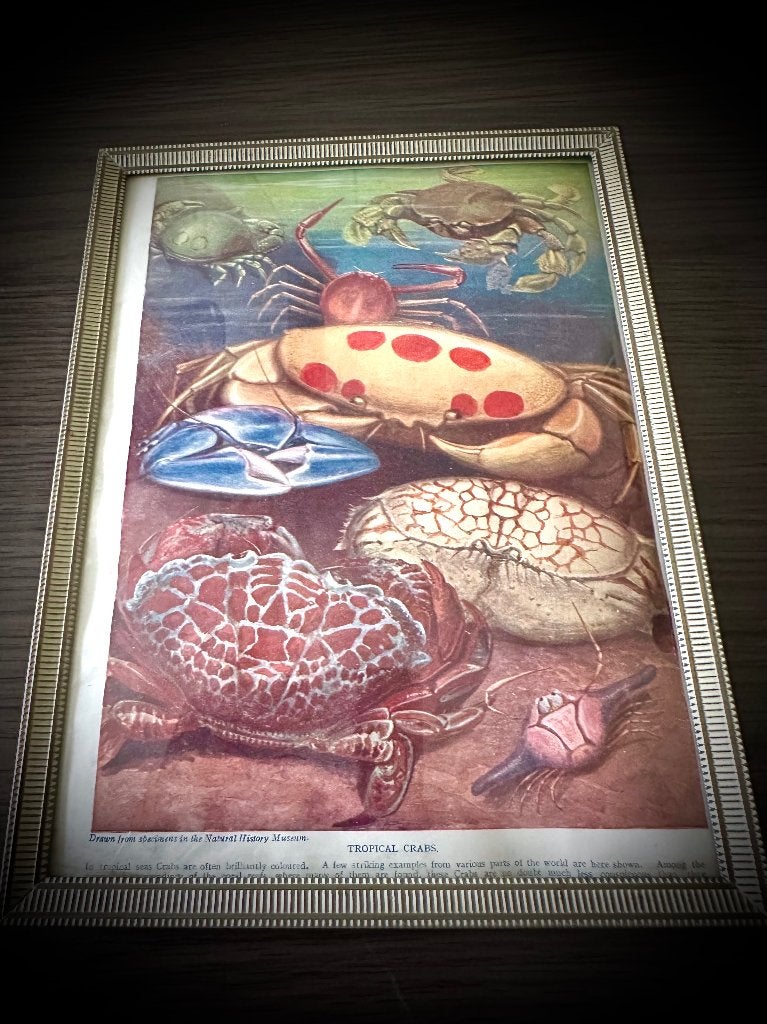 Vintage lijst bol bubble glas geribbeld metaal curiosa, Maritiem / water, Verzenden, Overige technieken, Papier