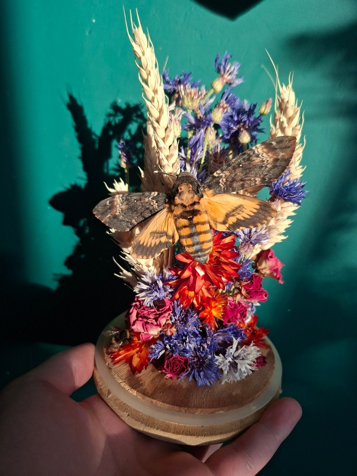 vlinder & hommel in stolp, Ophalen of Verzenden, Nieuw, Insect, Opgezet dier