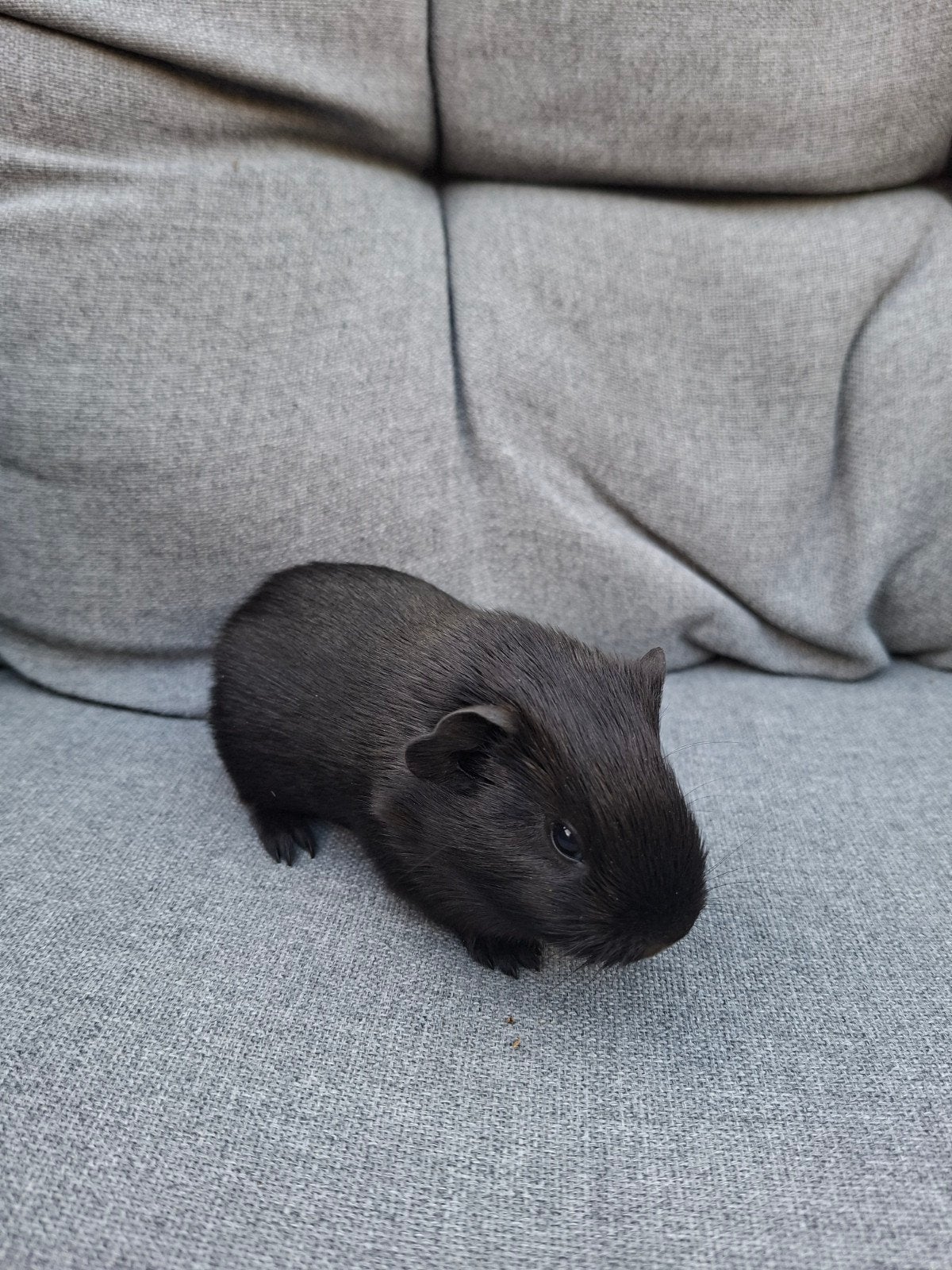 jonge baby cavia beertje, Dieren en Toebehoren, September, Mannelijk, Cavia