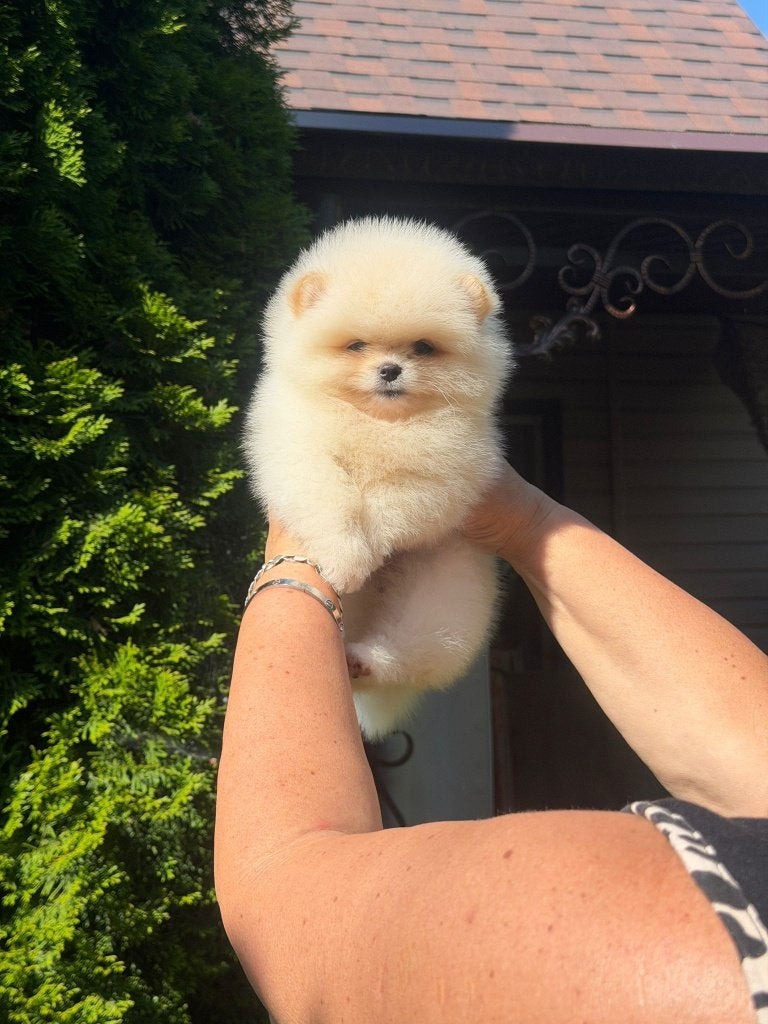 Pomeriaan pup teefje Cream Bear type – te reserveren, Keeshond, 8 tot 15 weken, Buitenland, Teef