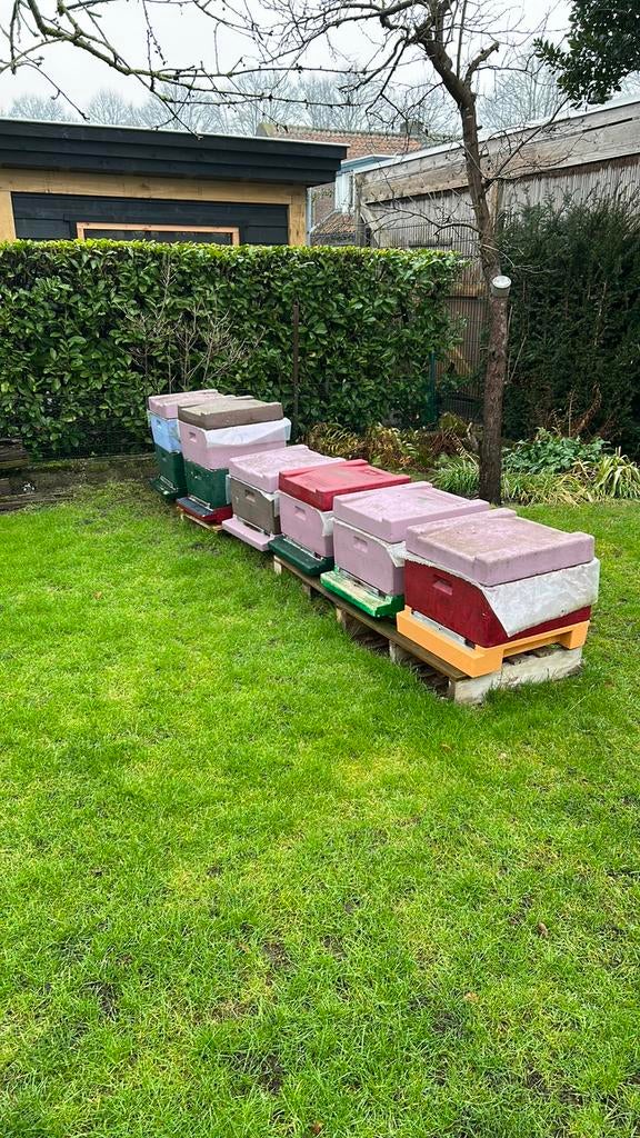 bijenvolken, Dieren en Toebehoren, Bijen