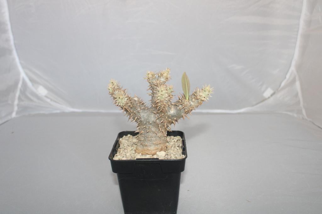 Pachypodium saundersii, Huis en Inrichting, Vetplant, Ophalen of Verzenden, Minder dan 100 cm, Volle zon