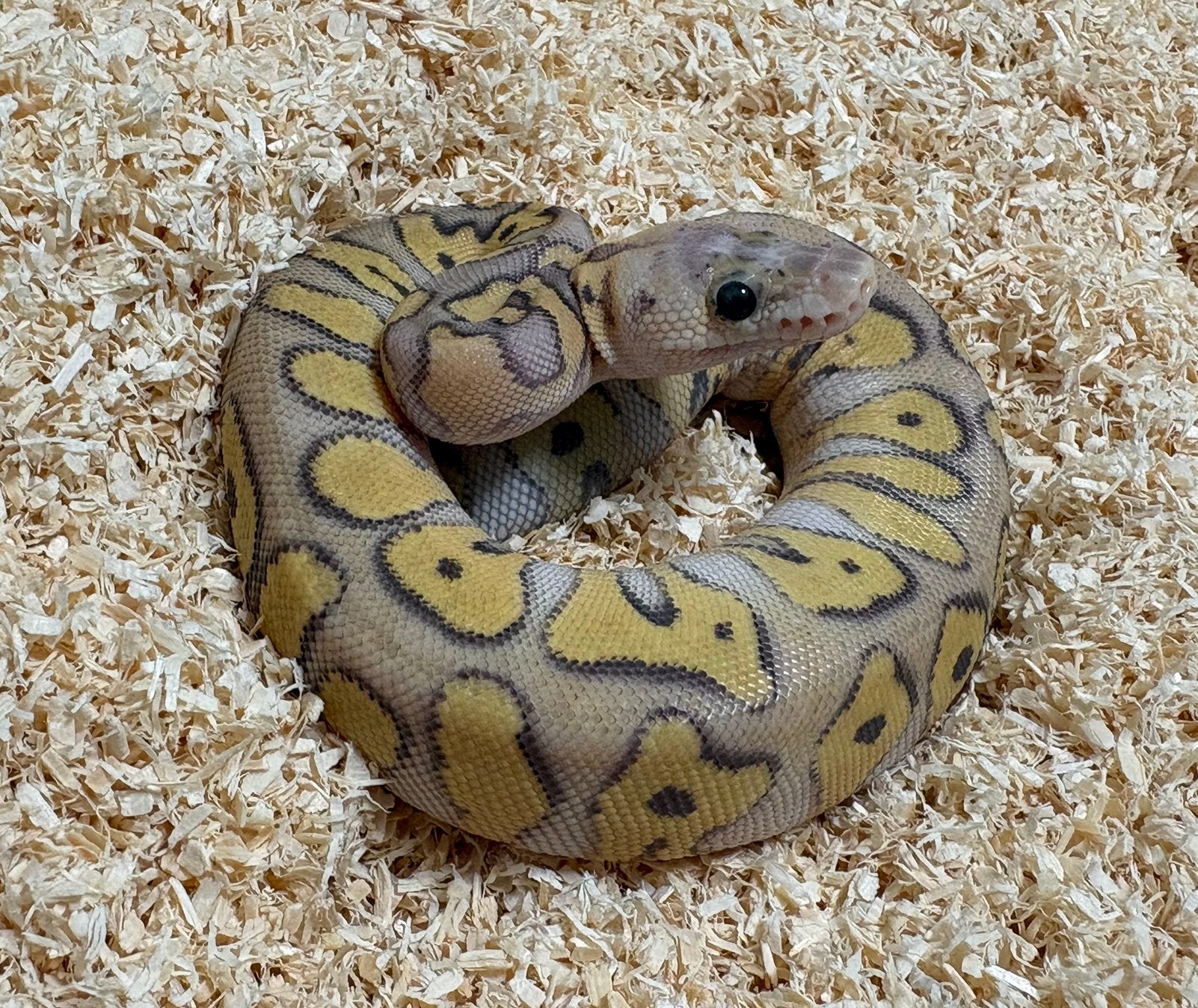 0.1 Pastel Mojave Clown ball python regius te koop, Dieren en Toebehoren, Slang, Tam, 0 tot 2 jaar