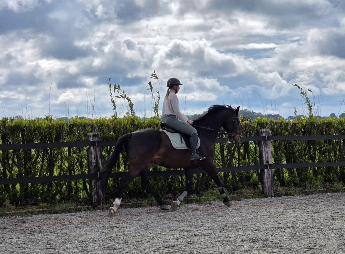 Te koop: Ingero van de Trichelhof, Dieren en Toebehoren, Paarden, Met stamboom, Ruin, Niet van toepassing, Dressuurpaard