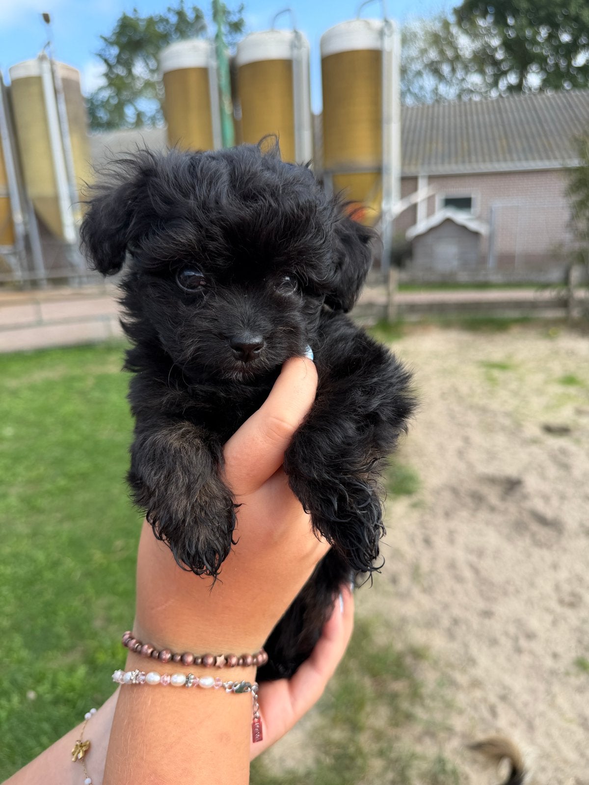 Pom Chi Poo per direct beschikbaar, Overige rassen, 8 tot 15 weken, Meerdere, Meerdere dieren