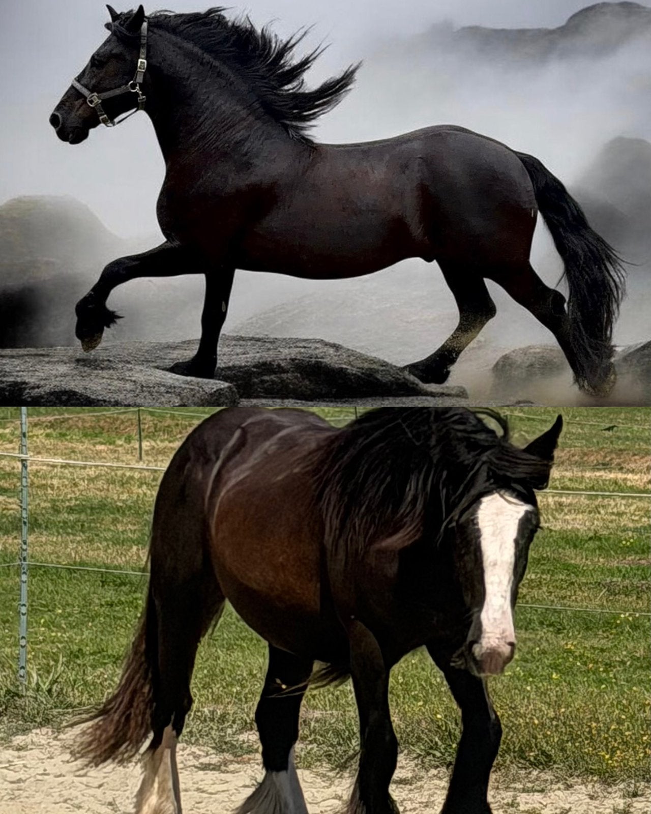 2 knapperds zoeken hun foreverhome ! 😍, Dieren en Toebehoren, Met stamboom, 0 tot 2 jaar, Onbeleerd, Recreatiepony