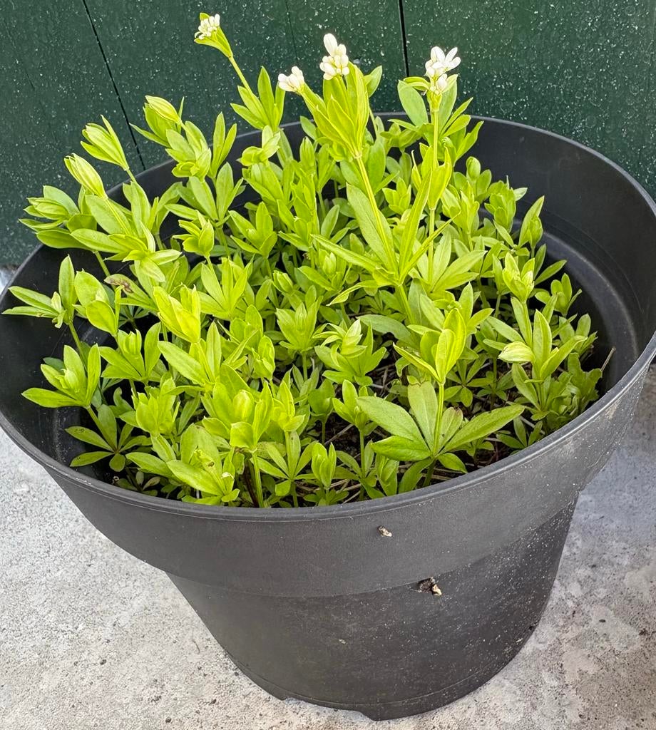 Ruime pot met lievevrouwebedstro Galium Odoratum, Tuin en Terras, Planten | Tuinplanten, Ophalen, Vaste plant, Halfschaduw, Kruiden